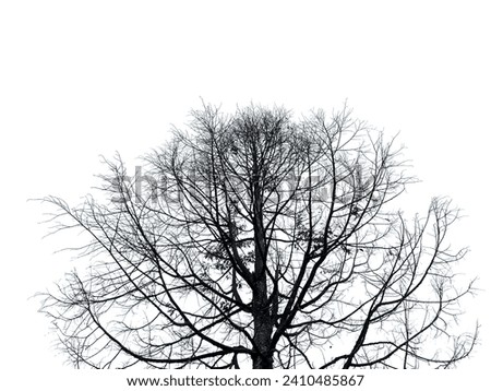 Blackwhite photography of dried tree branches
