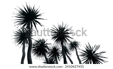 Blackwhite photography of palm tree