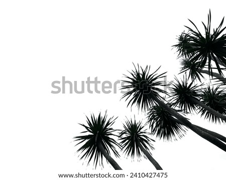 Blackwhite photography of palm tree