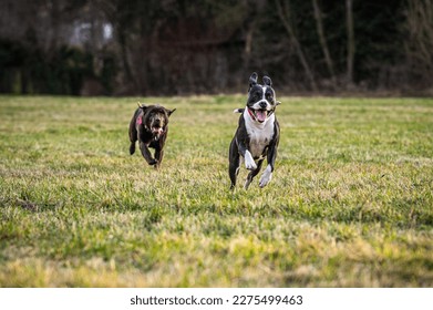 Blackwhite pitbul and brown labrador dog friends running together in the field
					