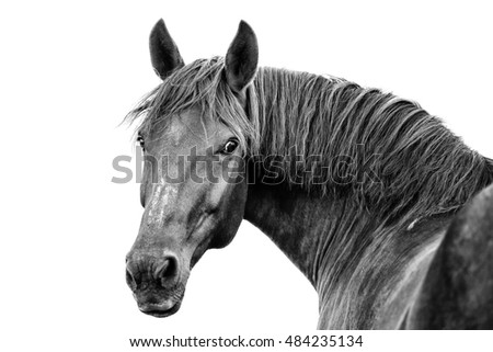 Black-white portrait of a draft horse