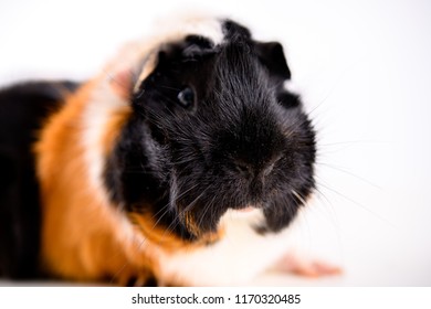 31 Abyssinia guinea pig Images, Stock Photos & Vectors | Shutterstock