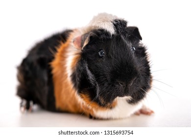 31 Abyssinia guinea pig Images, Stock Photos & Vectors | Shutterstock