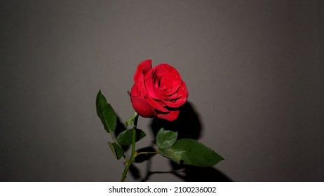 blackwhite rose red rose background flower grey