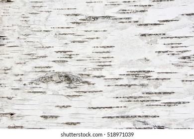 Black-white striped and cracked natural texture of russian birch bark  