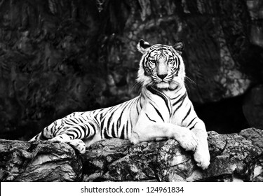 Black&white Tiger