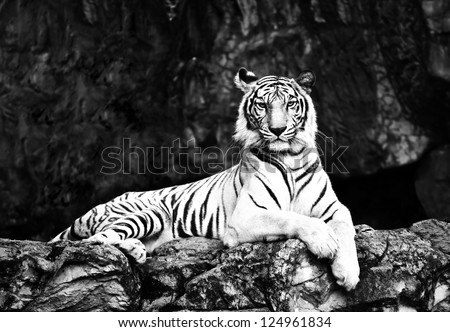 black&white tiger