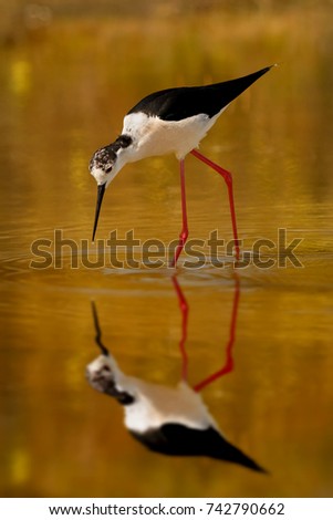 Similar – Image, Stock Photo bird Beautiful Ocean