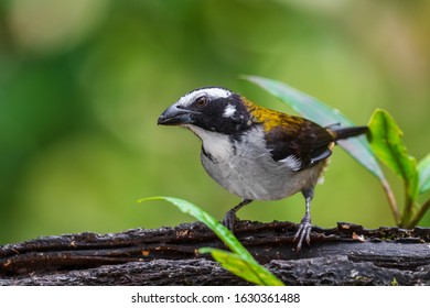 Black-winged Saltator - Saltator atripennis, large white and yellow perching bird from South America forests, western Andean slopes, Amagusa, Ecuador. - Shutterstock ID 1630361488