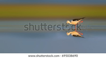 Similar – Great crested grebe displaying mating feathers on water