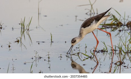 Black-winged Stilt Bird Walk On Paddy Filed.