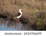 The Black-winged Stilt Common Stilt or Pied Stilt (Himantopus himantopus) is a widely distributed, very long-legged wader in the avocet and stilt family.