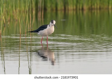 The Black-winged Stilt Common Stilt or Pied Stilt (Himantopus himantopus) is a widely distributed, very long-legged wader in the avocet and stilt family.