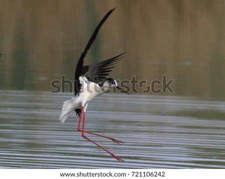 Similar – Image, Stock Photo bird Beautiful Ocean