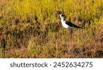 The black-winged stilt (Himantopus himantopus). Beautiful black and white wild wading bird with long red legs resting in the green samphire of a salt lagoon. Birdwathing and ornithology in Europe