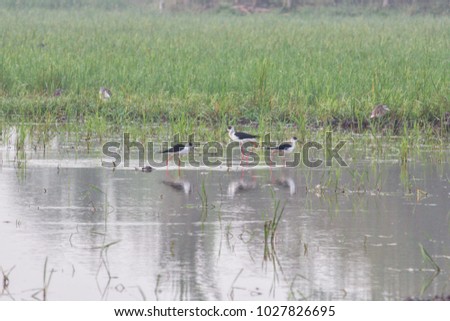 Black-winged stilt (Himantopus himantopus) In rice fields in thailand.