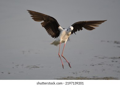 The black-winged stilt (Himantopus himantopus) is a widely distributed very long-legged wader in the avocet and stilt family (Recurvirostridae).