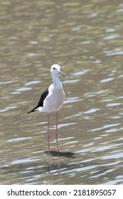 Black-winged Stilt On Tidal Flats