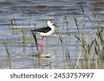 The black-winged stilt or pied stilt (Himantopus himantopus) in the Austrian national park Neusiedlersee. Characteristics of the stilt are long, red legs and the black, thin, straight and long beak.