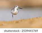 The Black-winged Stilt or Pied Stilt on a sandy beach with a tranquil body of water in the background