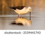 The Black-winged Stilt or Pied Stilt taking a drink of water from a natural body of water