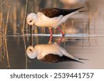 The Black-winged Stilt or Pied Stilt taking a drink of water from a natural body of water