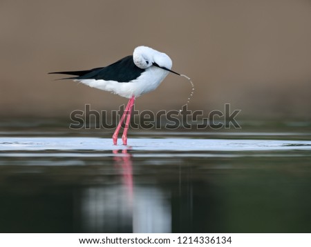 Similar – Image, Stock Photo bird Beautiful Ocean