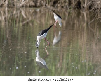 Black-winged Stilt, very long-legged wader in the Avocet and Stilt family Recurvirostridae e in a Swamp. - Powered by Shutterstock