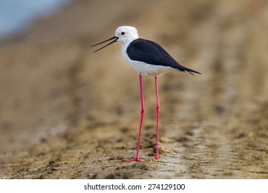 Black-winged Stilt(Himantopus Himantopus ) Stand Alone At Laemphakbia, Thailand