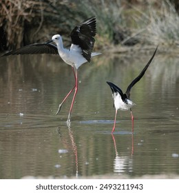 Black-winged Stilts, very long-legged wader in the Avocet and Stilt family Recurvirostridae e in a Swamp. - Powered by Shutterstock