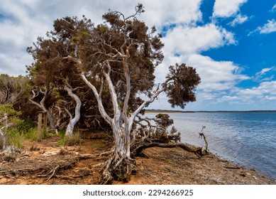 The Blackwood is the longest river in Australia's South West; flowing almost 400 km from its source in the wheatbelt  through the Blackwood Valley  to the coast at Augusta's Hardy Inlet 