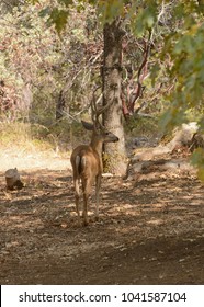 Blactail Buck In California Slipping Through The Forest