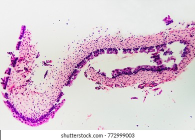 Bladder Cat Cell Nature Background Abstract Stock Photo 772999003 ...