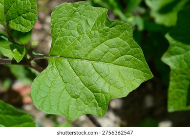 Bladder cherry leaf- Latin name - Physalis alkekengi