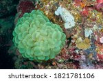 Bladder coral, pearl coral or branching bubble coral (Plerogyra sinuosa) Moalboal, Philippines