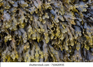 Bladder Wrack 