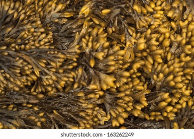 Bladder Wrack (Fucus Vesiculosus).