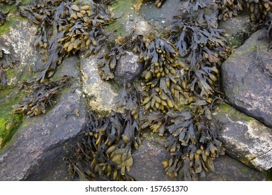 Bladder Wrack On Rocks