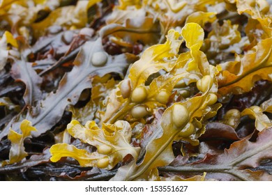 Bladder Wrack Seaweed Close-up 