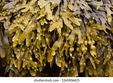 Bladder wrack seaweed (Fucus vesiculosus) growing on a Scottish Beach, Scotland, UK