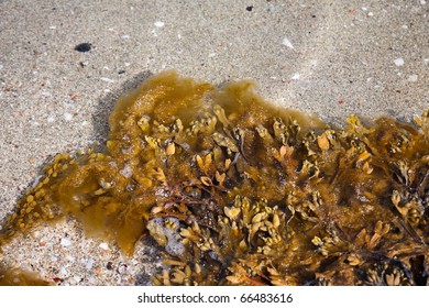 Bladder Wrack At The Water Edg