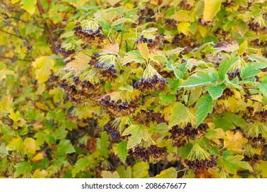 bladderworm. Shrub in the park