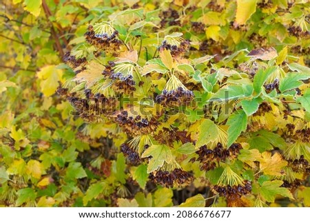 bladderworm. Shrub in the park