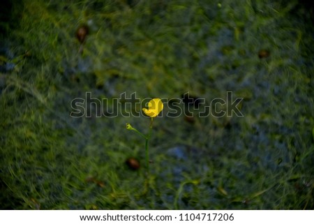 Similar – Image, Stock Photo Tulip in Winter Flower