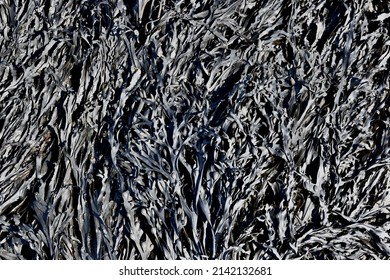 Bladderwrack Seaweed as Background Shot