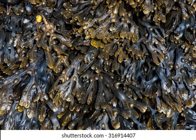 Bladderwrack Seaweed background texture