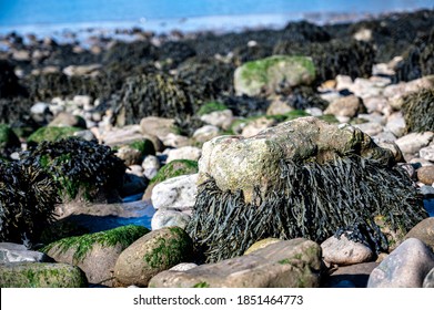 Bladderwrack seaweed at Bristol Channel low tide