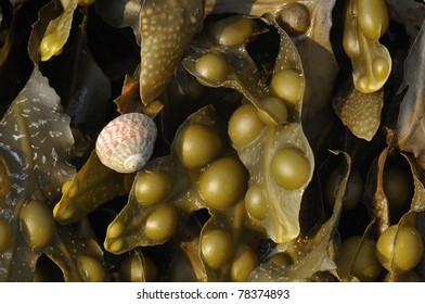 Bladderwrack Seaweed - Fucus vesiculosus, with Flat Topshell - Gibbula umbilicalis
