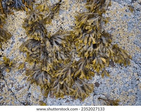 Bladderwrack seaweed (Fucus Vesiculosus) growing on a barnacle encrusted rock at the edge of Luskentyre Beach in the Outer Hebrides, Scotland, UK.