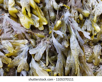 Bladderwrack Seaweed At Low Tide
